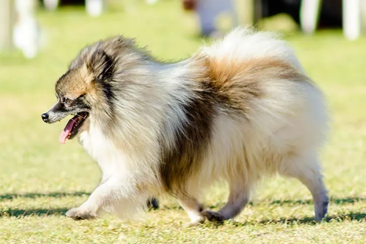 گالری تاریخچه ژرمن اشپیتز (German Spitz)