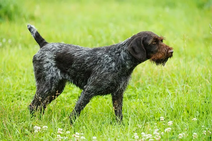 ژرمن وایرهیرد پوینتر (German Wirehaired Pointer)