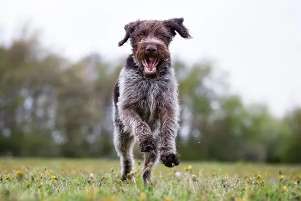 German Wirehaired Pointer