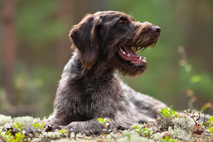 ژرمن وایرهیرد پوینتر (German Wirehaired Pointer)