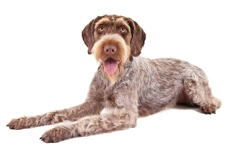 گالری تاریخچه ژرمن وایرهیرد پوینتر (German Wirehaired Pointer)