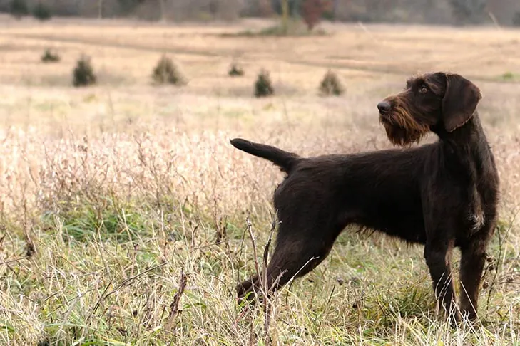 گالری تاریخچه ژرمن وایرهیرد پوینتر (German Wirehaired Pointer)
