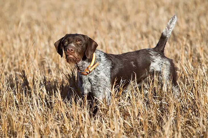 گالری تاریخچه ژرمن وایرهیرد پوینتر (German Wirehaired Pointer)