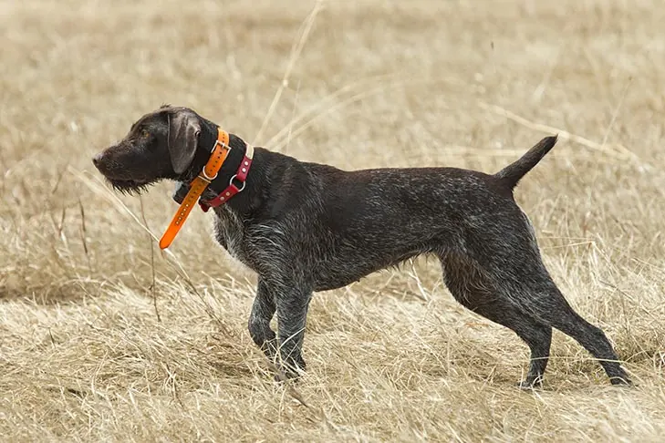 گالری تاریخچه ژرمن وایرهیرد پوینتر (German Wirehaired Pointer)