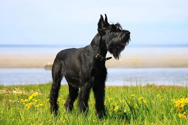 جاینت شنوتزر (Giant Schnauzer)