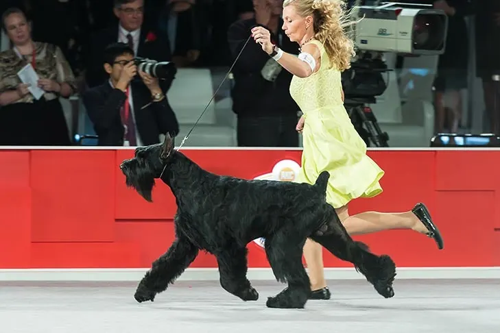 Giant Schnauzer