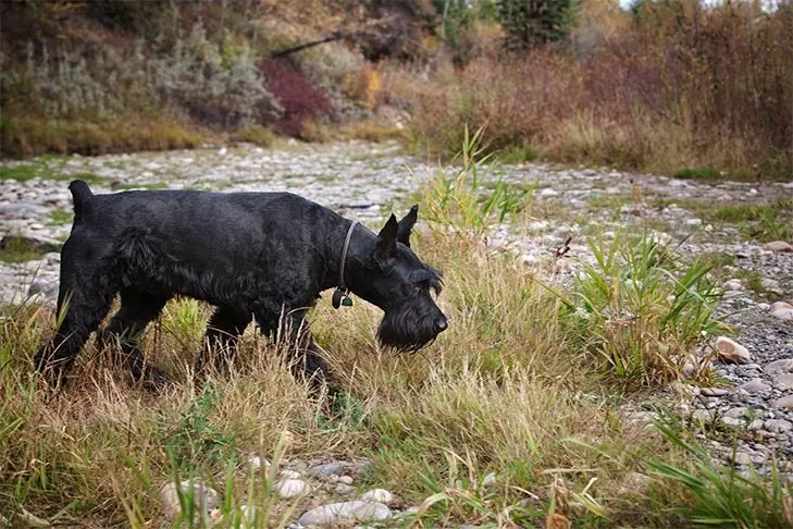 جاینت شنوتزر (Giant Schnauzer)