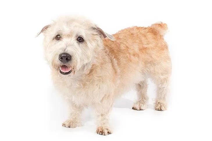 گلن آو ایمال تریر (Glen of Imaal Terrier)