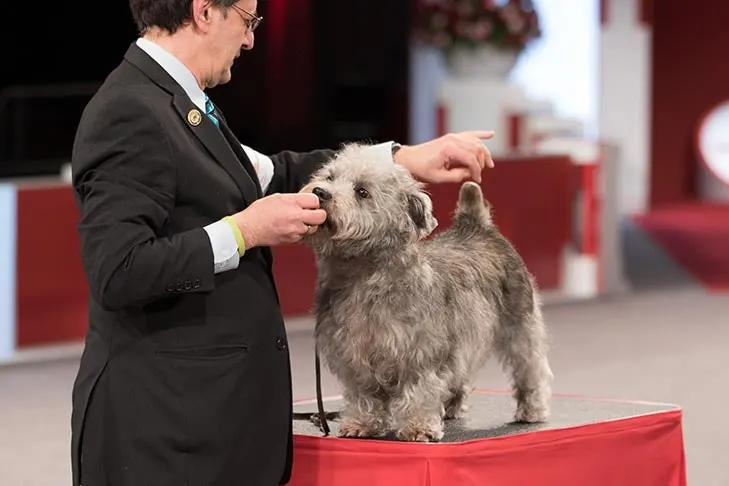 Glen of Imaal Terrier