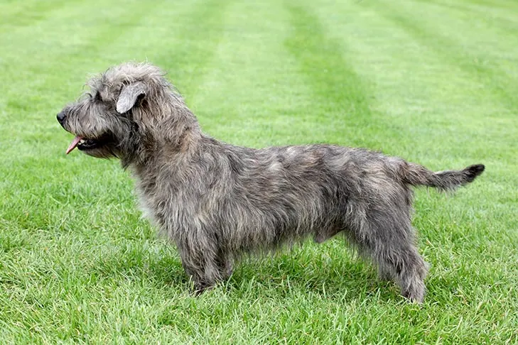 گلن آو ایمال تریر (Glen of Imaal Terrier)