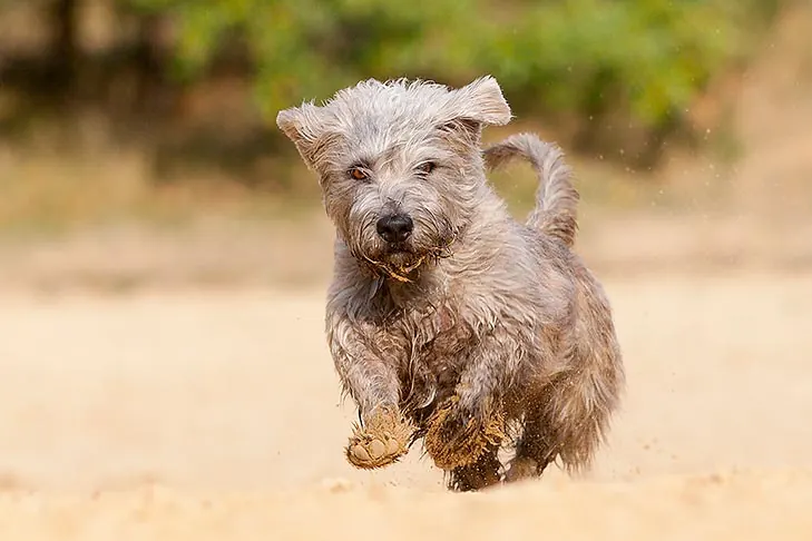 گالری تاریخچه گلن آو ایمال تریر (Glen of Imaal Terrier)