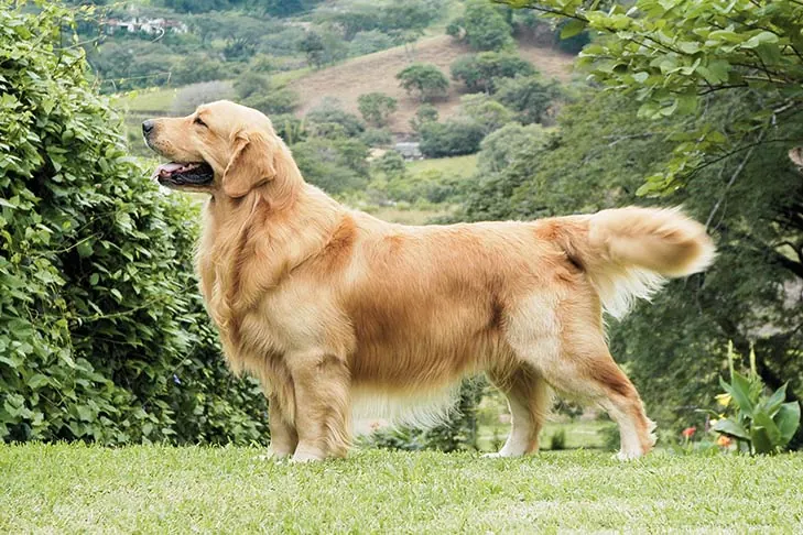 Golden Retriever