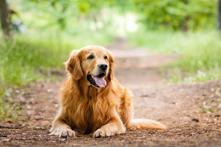 گلدن رتریور (Golden Retriever)
