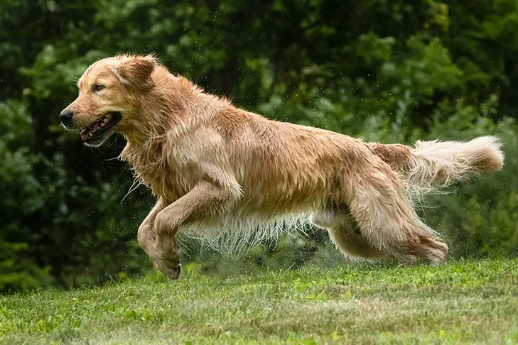 گالری تاریخچه گلدن رتریور (Golden Retriever)