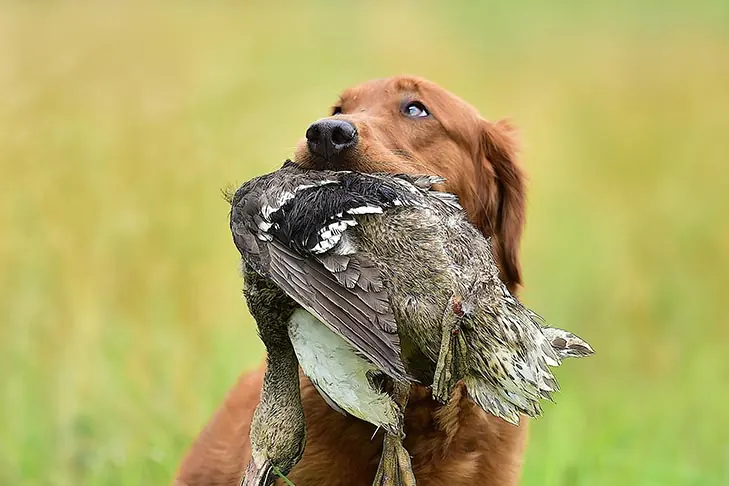 گالری تاریخچه گلدن رتریور (Golden Retriever)
