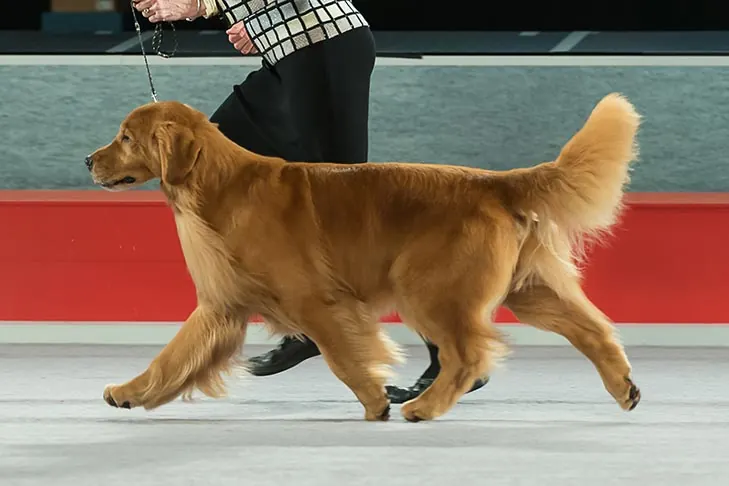 گالری تاریخچه گلدن رتریور (Golden Retriever)
