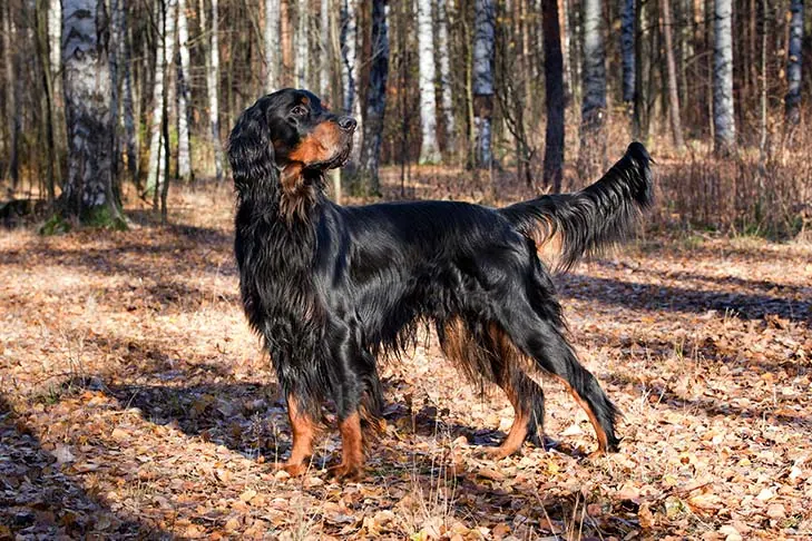 گوردون ستر (Gordon Setter)
