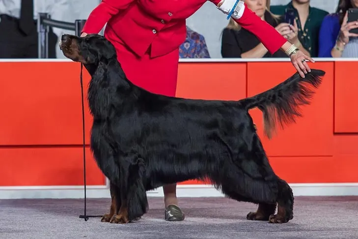 Gordon Setter