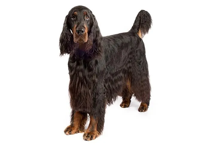 گوردون ستر (Gordon Setter)