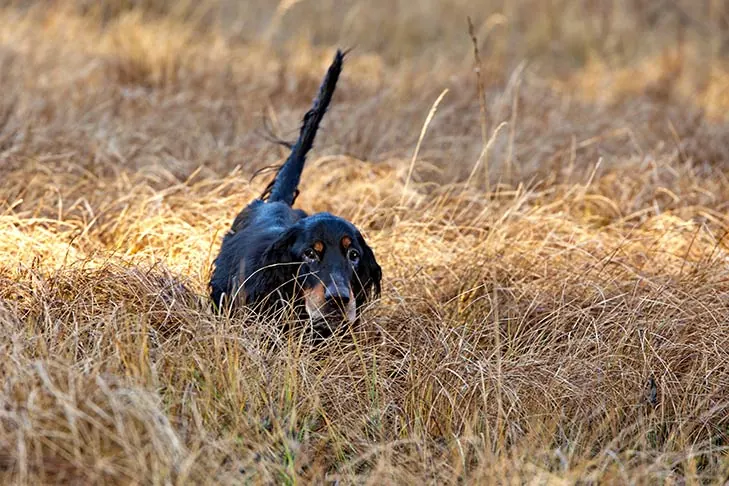 گالری تاریخچه گوردون ستر (Gordon Setter)