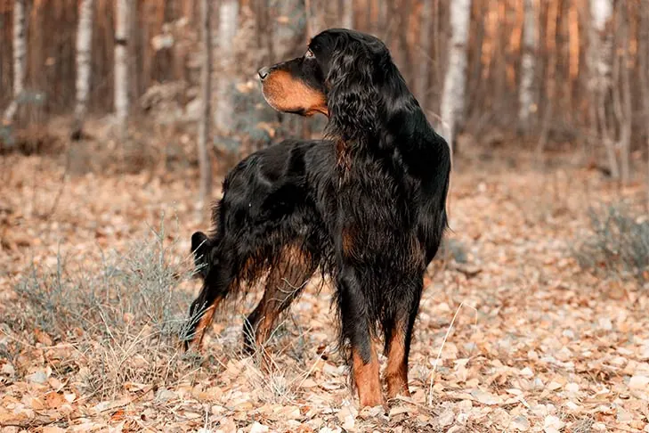 گالری تاریخچه گوردون ستر (Gordon Setter)
