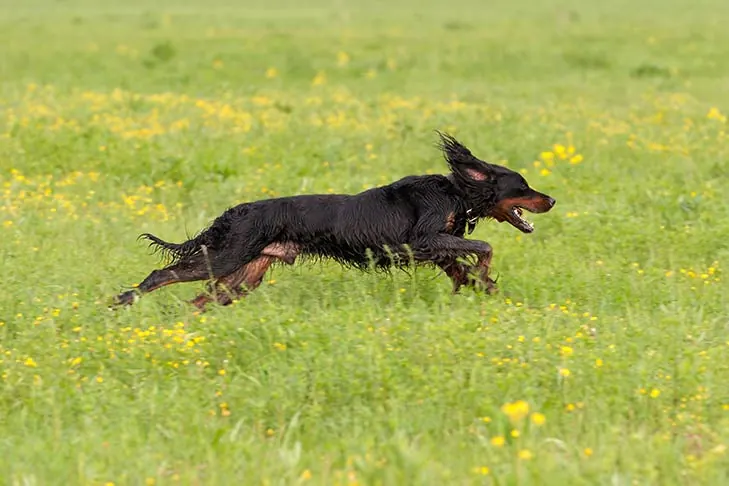 گالری تاریخچه گوردون ستر (Gordon Setter)
