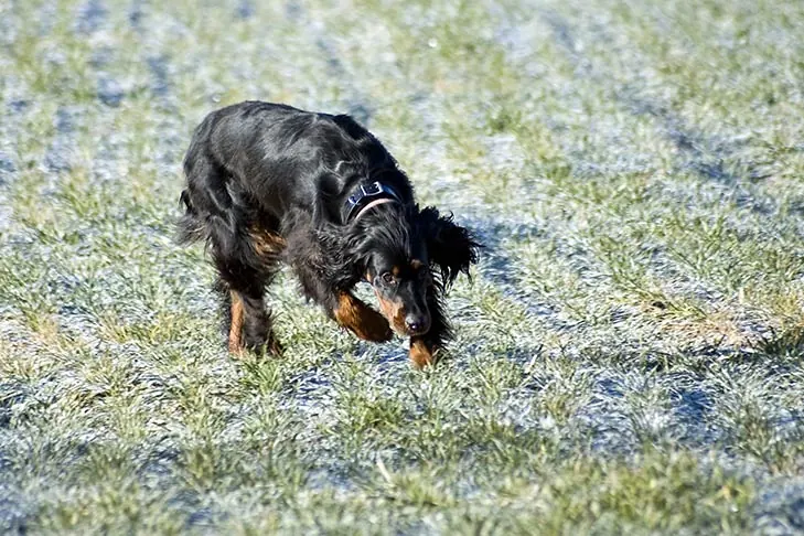 گالری تاریخچه گوردون ستر (Gordon Setter)