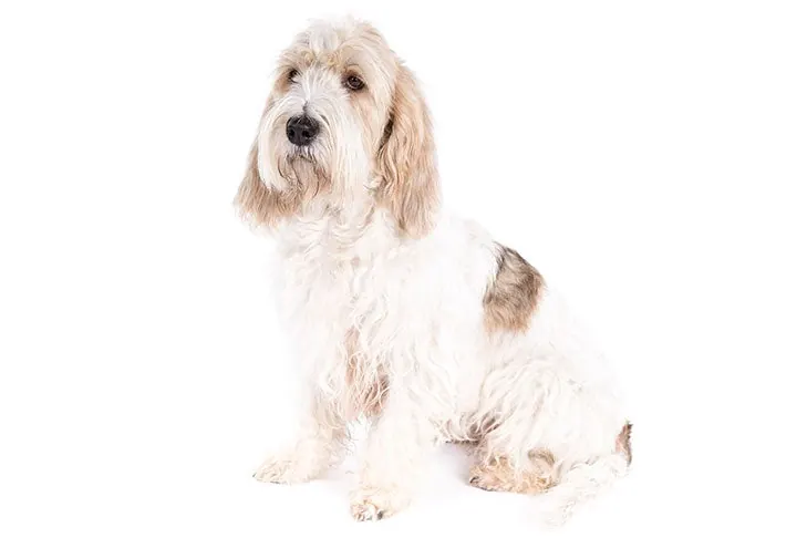 گرند باست گریفون وندین (Grand Basset Griffon Vendéen)