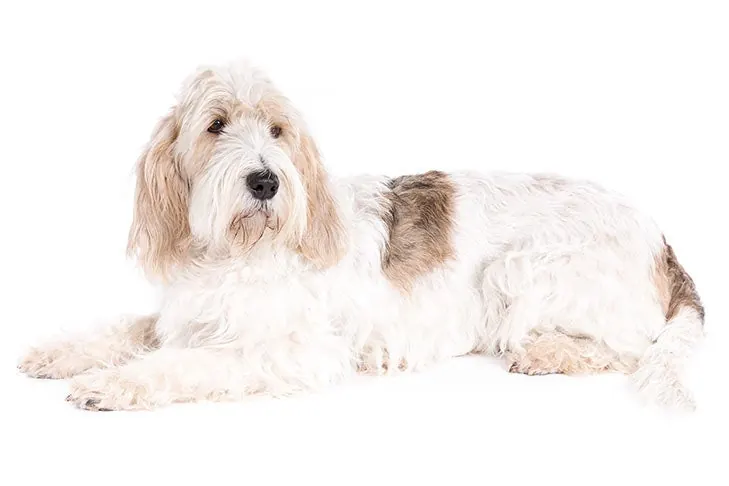 Grand Basset Griffon Vendéen