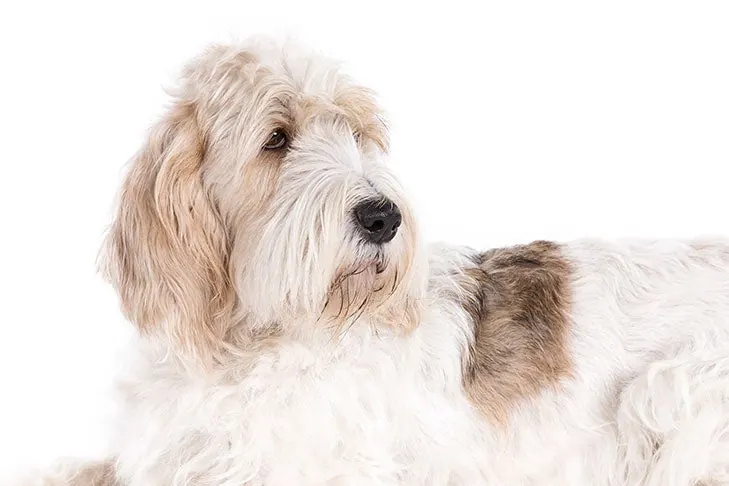 گرند باست گریفون وندین (Grand Basset Griffon Vendéen)