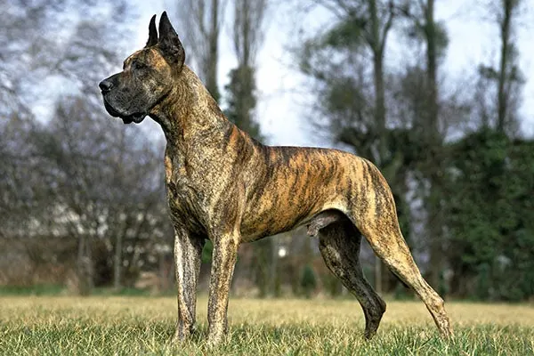 گریت دین (Great Dane)