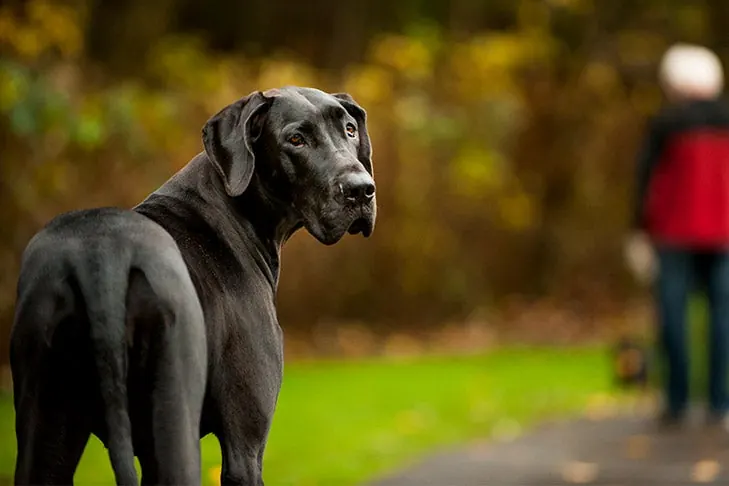 Great Dane
