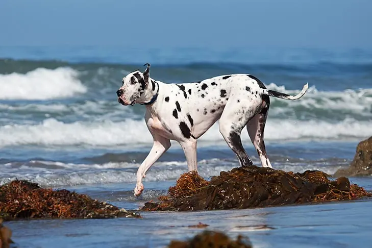گریت دین (Great Dane)