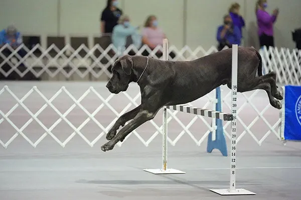 گالری تاریخچه گریت دین (Great Dane)