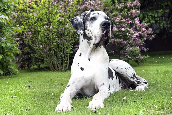 گالری تاریخچه گریت دین (Great Dane)