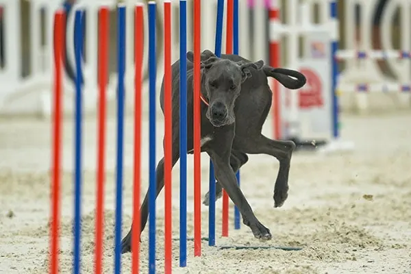 گالری تاریخچه گریت دین (Great Dane)