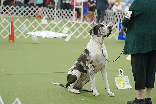 گالری تاریخچه گریت دین (Great Dane)