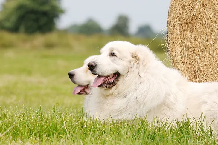 گریت پیرنیز (Great Pyrenees)