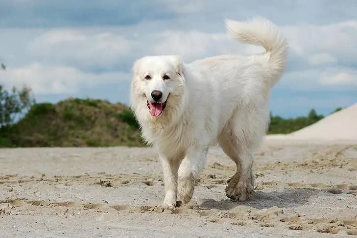 Great Pyrenees