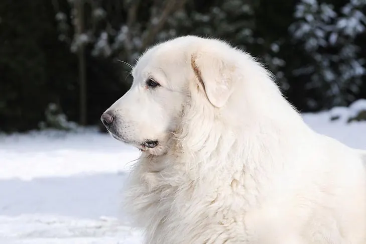 گریت پیرنیز (Great Pyrenees)