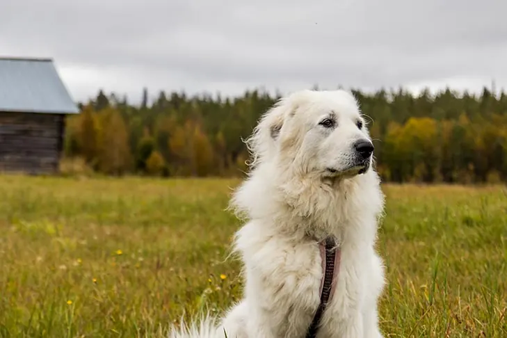 گالری تاریخچه گریت پیرنیز (Great Pyrenees)