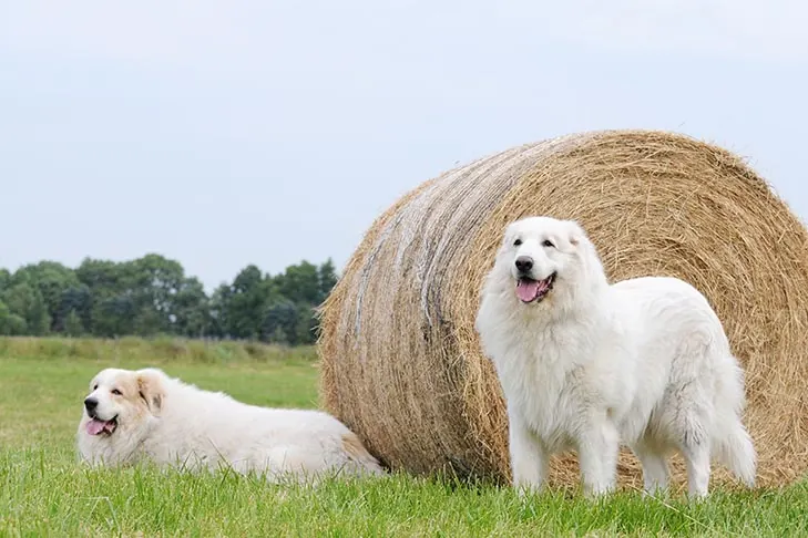 گالری تاریخچه گریت پیرنیز (Great Pyrenees)