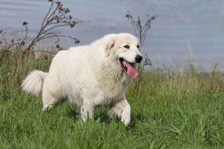 گالری تاریخچه گریت پیرنیز (Great Pyrenees)