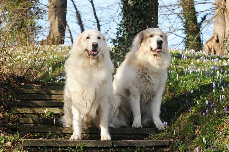 گالری تاریخچه گریت پیرنیز (Great Pyrenees)
