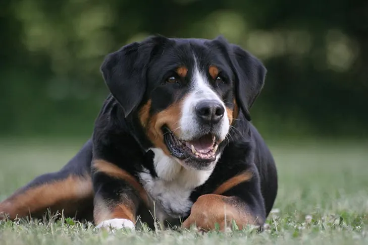 گریتر سوئیس مانتین داگ (Greater Swiss Mountain Dog)