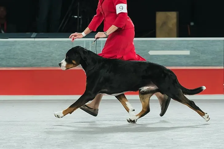 Greater Swiss Mountain Dog