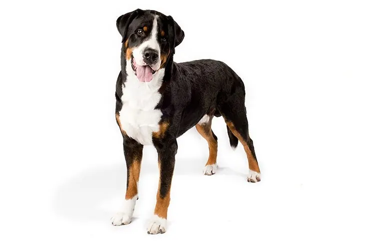 گریتر سوئیس مانتین داگ (Greater Swiss Mountain Dog)