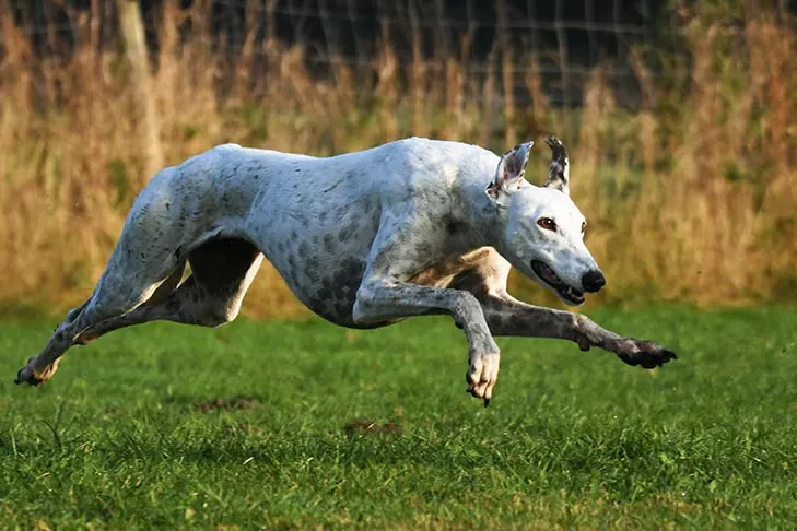 گری‌هاند (Greyhound)