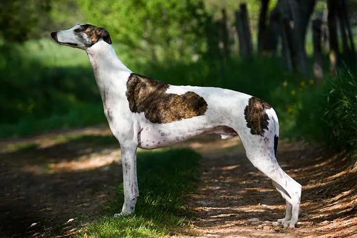 Greyhound