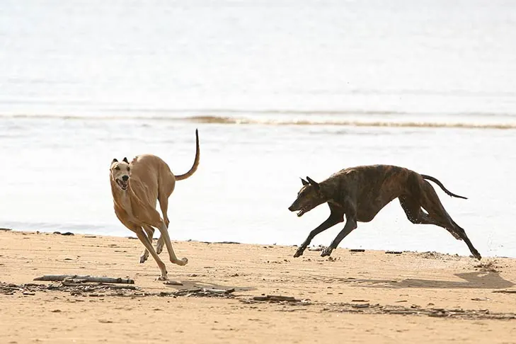 گری‌هاند (Greyhound)